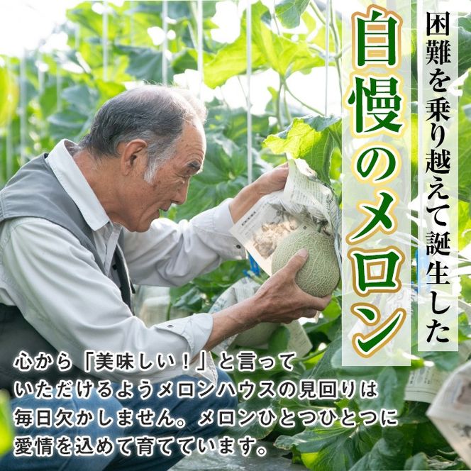 【0322204a】まるまる育ったマスクメロン(3玉・計5kg以上) マスクメロン フルーツ 果物 果実 5キロ 数量限定 期間限定【まる美園芸組合】